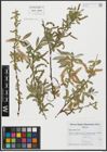 Foto von Salix alba L. x Salix fragilis L.